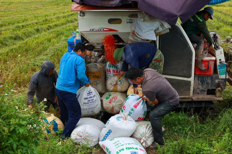Cân và đóng bao